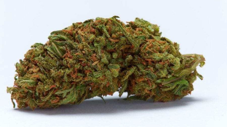 Durban Poison cannabis bud in a white background